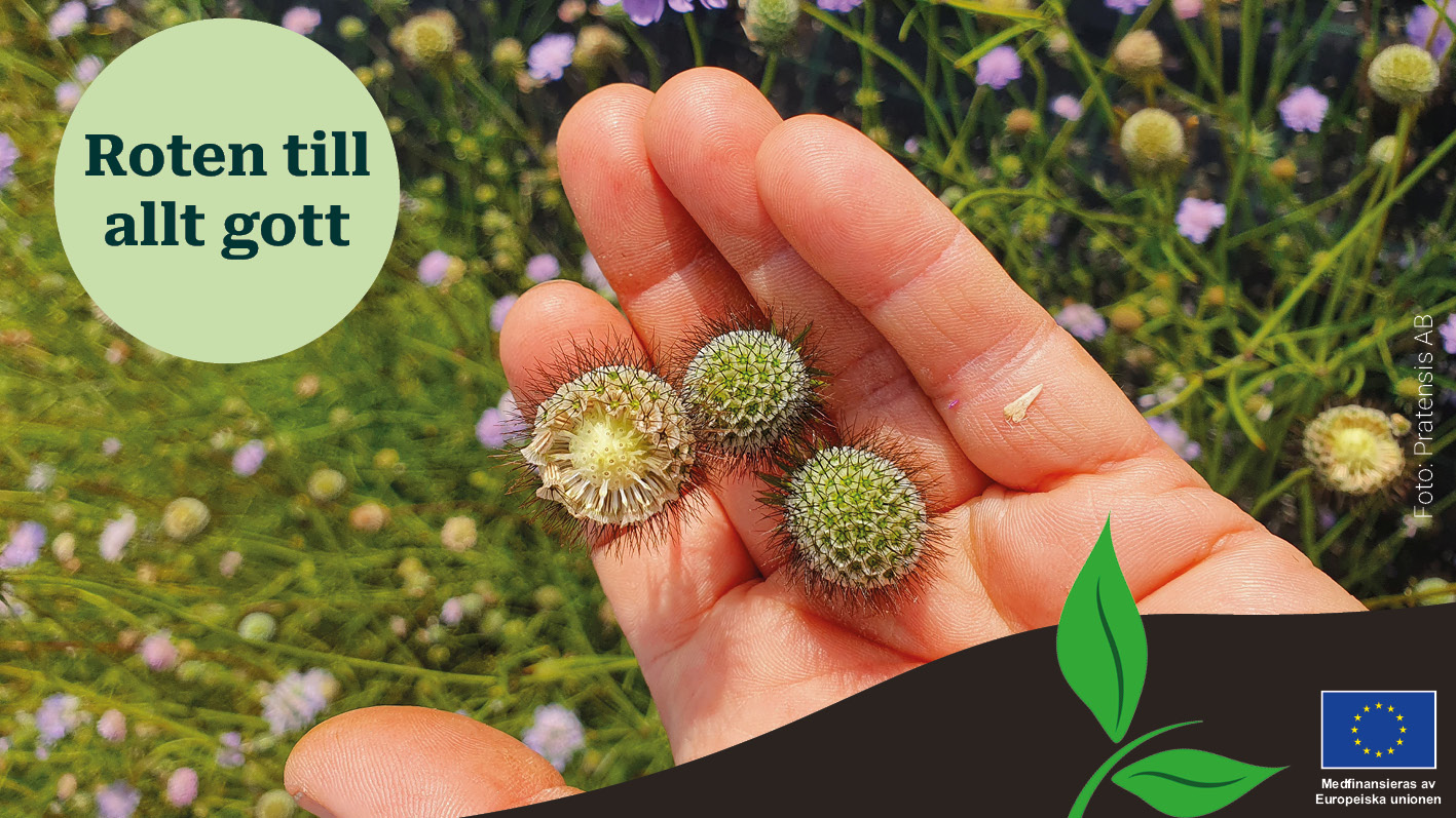 Fröer från en större växt i en öppen handflata. 