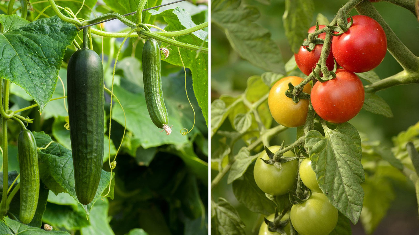 Gurka och tomat som odlas i växthus