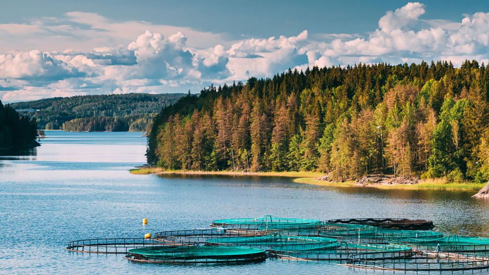 Vy över vattenbruk i form av odlingskassar i ett vattendrag/en sjö. 