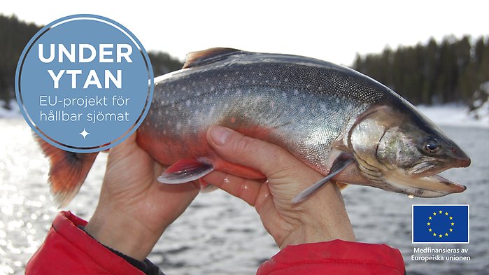 Händer som håller upp en fjällröding.