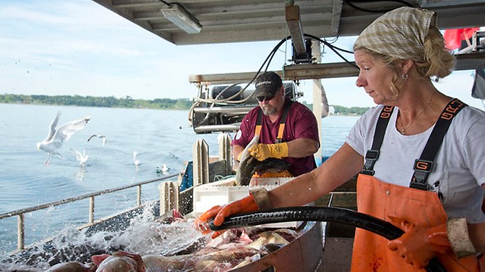 Kvinna och man jobbar med fisk på fiskebåt. 