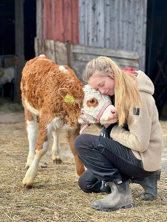 Tilde Olsson med vit och ljusbrun ko