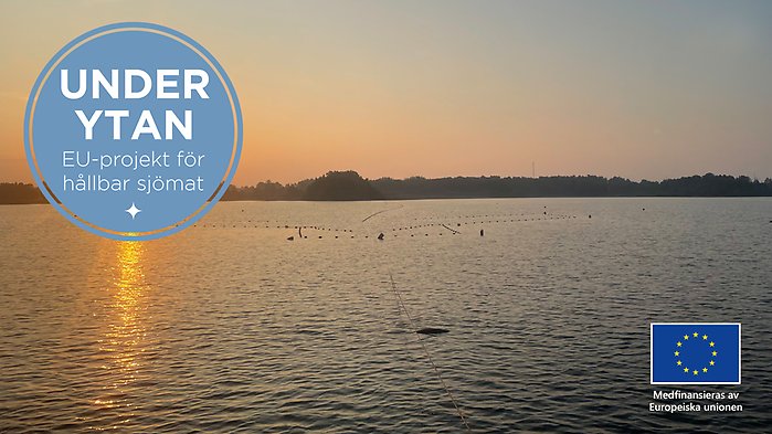 Vy med solnedgång över sjö med ryssja ilagd.