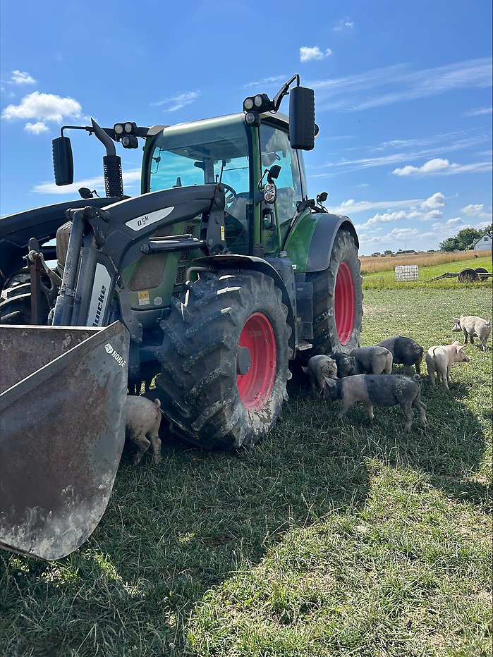 En traktor omgiven av utegrisar