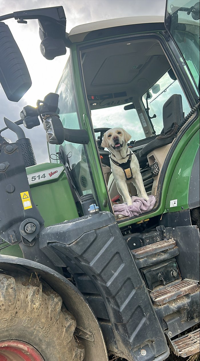 Tova Nilssons hund i traktorn