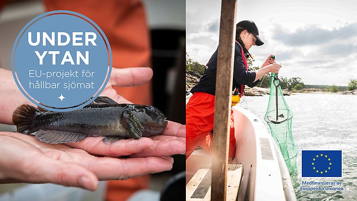 Närbild på smörbult samt bild på kvinna som drar upp nät på en båt.