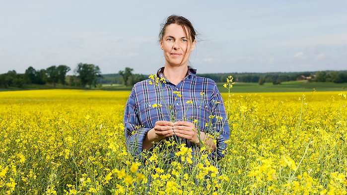 Kvinna som står i ett rapsfält