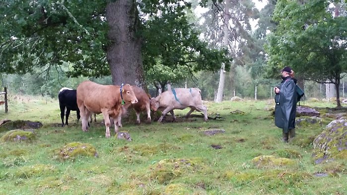 Kor i hage