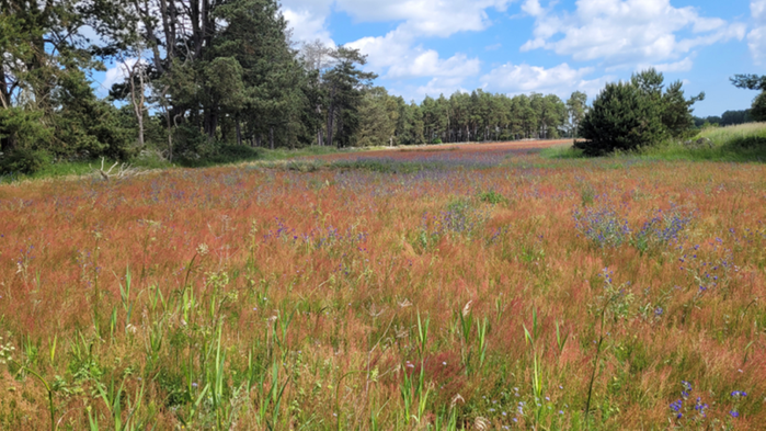Blommande slättbygder