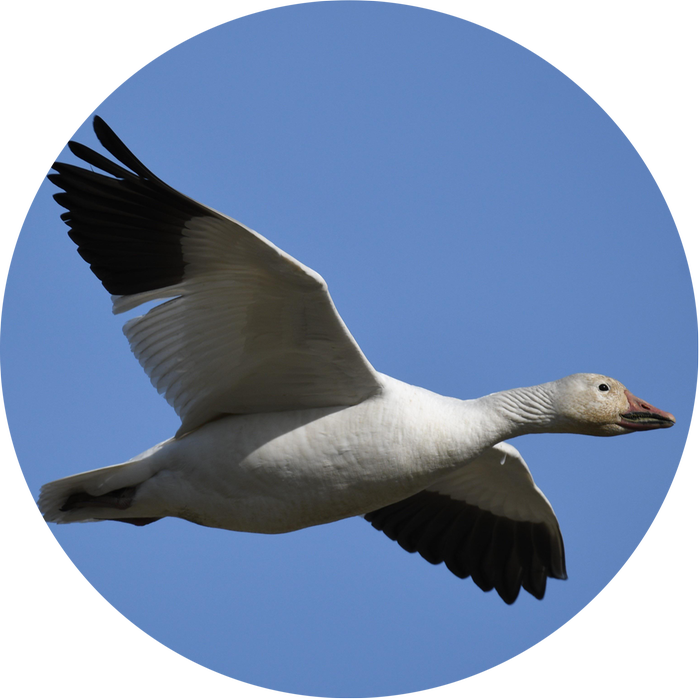 Gås som flyger
