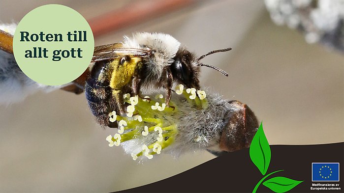 Bi på gul blomma