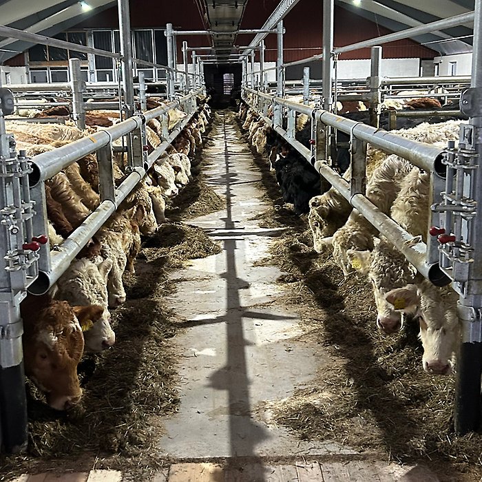 Dags för mat; ungdjur får foder i ladugården