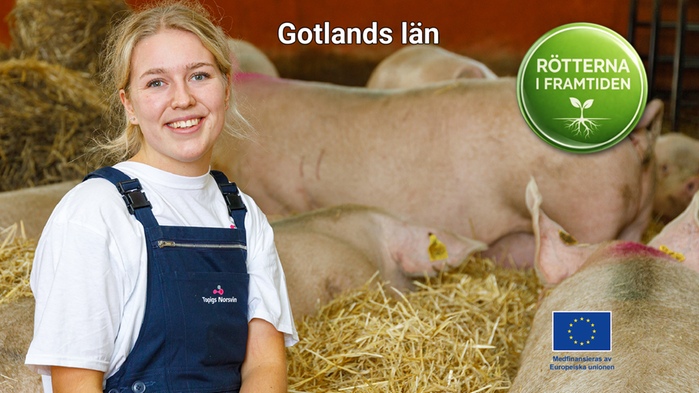 Tove Lavergren, grisskötare på Västerväte gård på Gotland