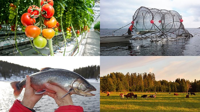 Collage med fyra bilder; fisknät, tomater, kor på fält och närbild på regnbågslax.