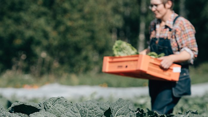 En kvinna går på ett fält med grönsaksodling. Hon bär en låda med skördade grönsaker.